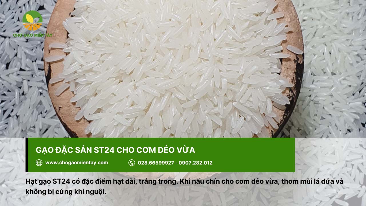 Gạo đặc sản ST24 cho cơm dẻo vừa, thích hợp làm quà biếu