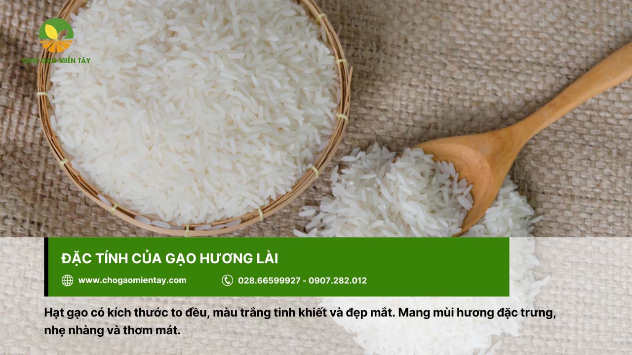 Gạo Hương Lài với mùi thơm đặc trưng