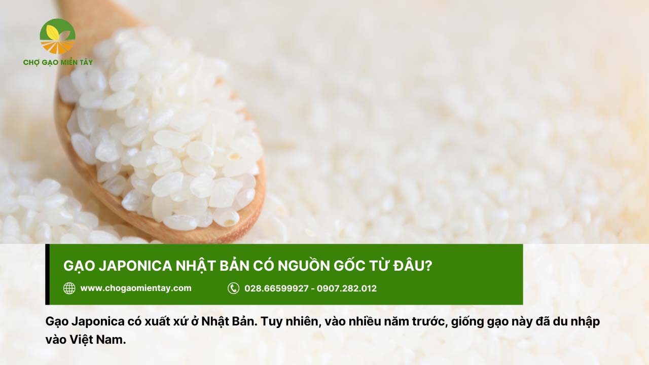Loại gạo Japonica có xuất xứ ở Nhật và du nhập vào Việt Nam những năm gần đây