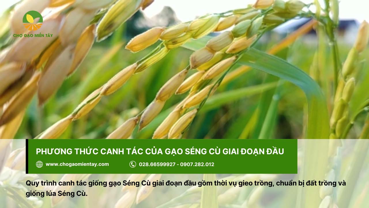Cần chọn giống lúa Séng Cù chuẩn F1 để đảm bảo chất lượng hạt gạo