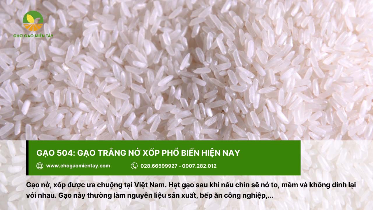 Gạo 504 là gạo nở xốp được ưa chuộng