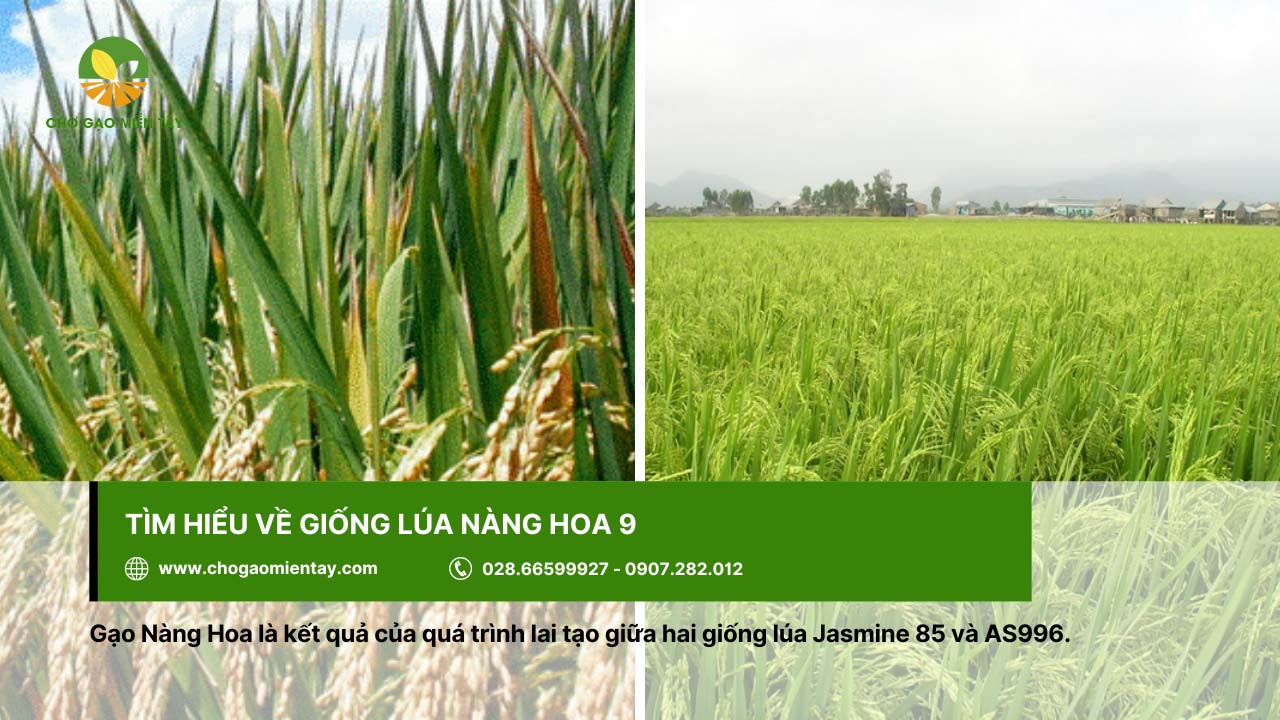 Gạo Nàng Hoa được lai tạo từ giống lúa Jasmine 85 và AS996