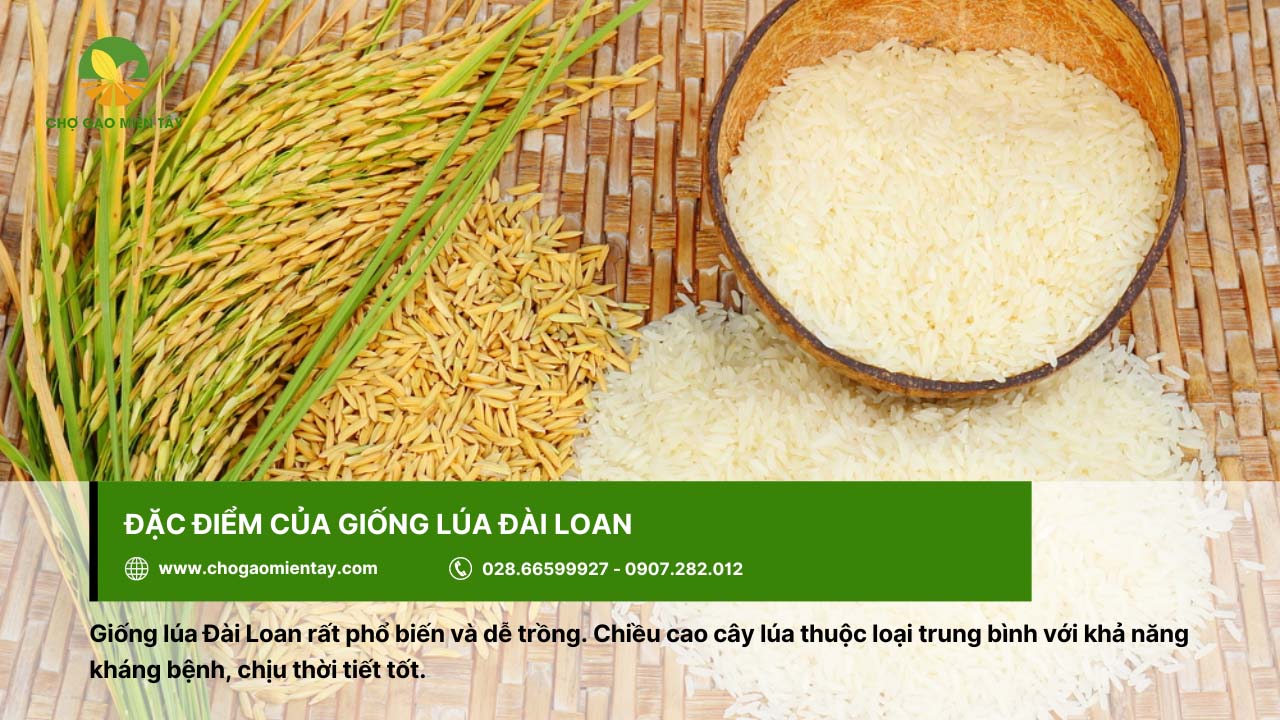 Giống gạo Đài Loan có khả năng kháng bệnh tốt