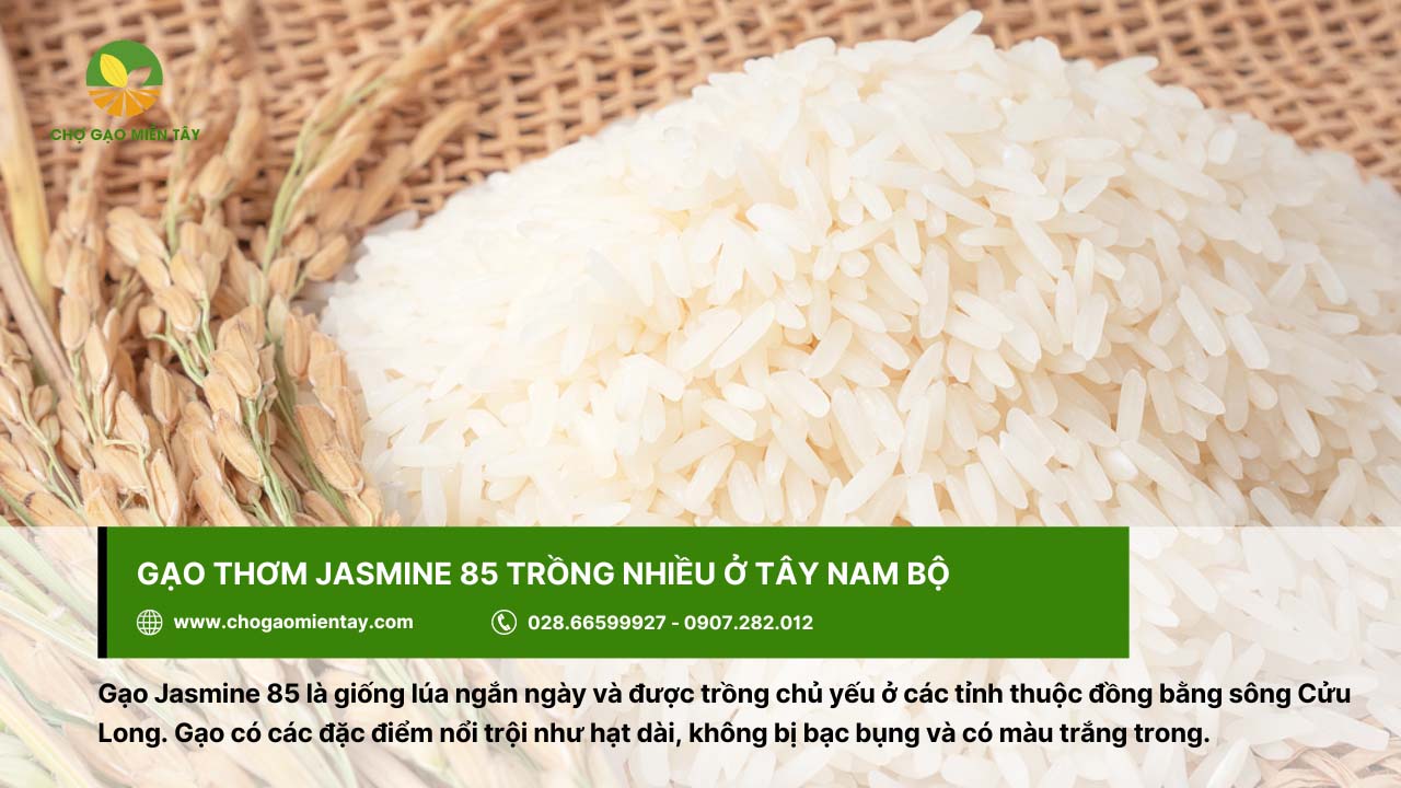 Gạo thơm Jasmine 85 xuất hiện nhiều ở vùng Tây Nam Bộ