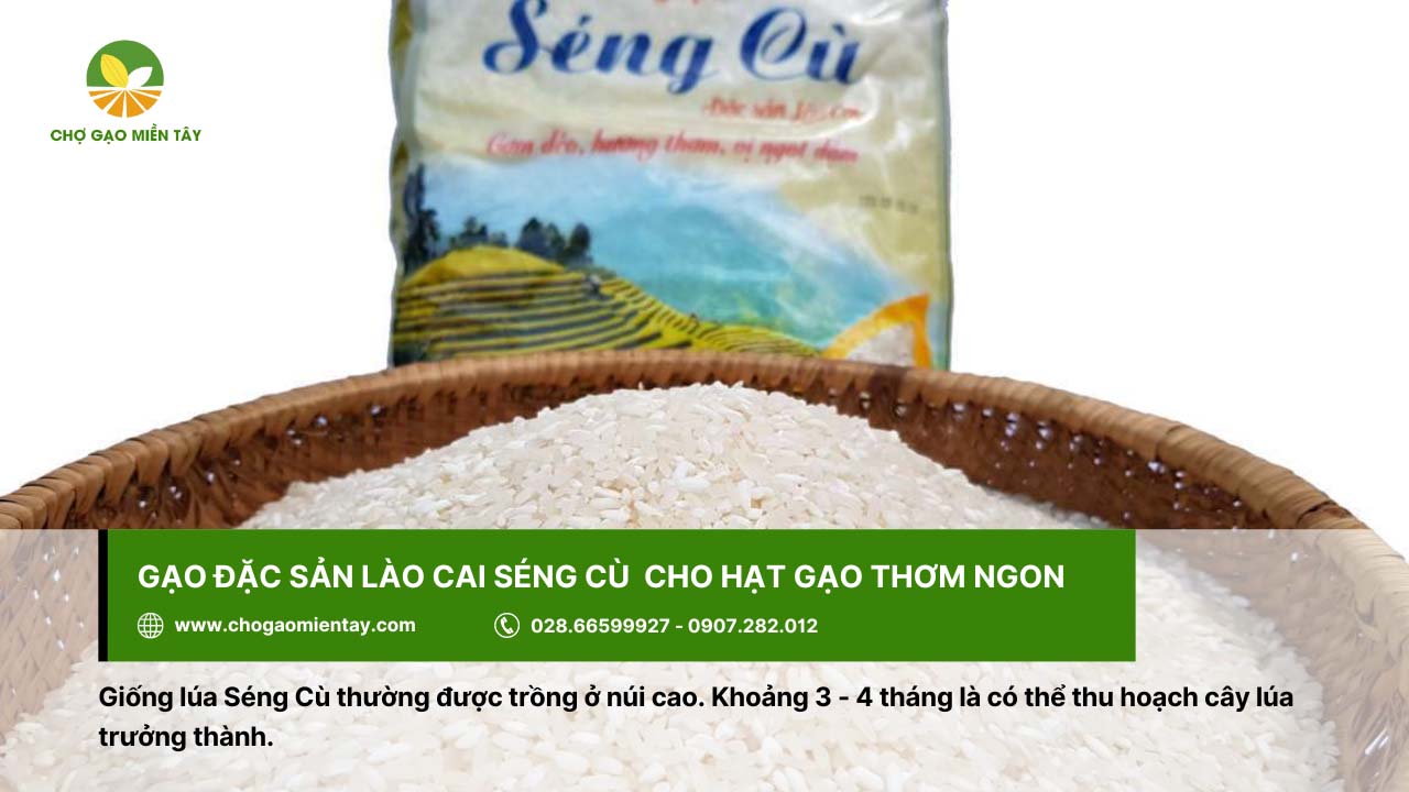Gạo Séng Cù, đặc sản ở Lào Cai cho hạt gạo thơm ngon