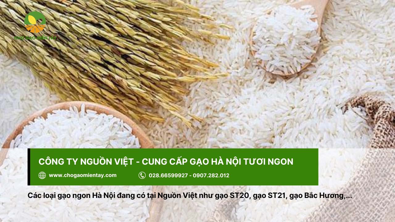 Gạo Nguồn Việt cung cấp gạo Bắc Hương, ST21,...