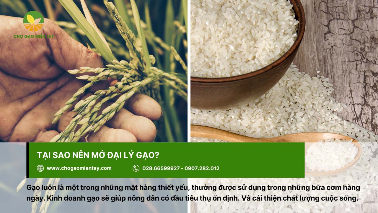 Gạo là mặt hàng thiết yếu và đóng vai trò quan trọng đối với cuộc sống con người