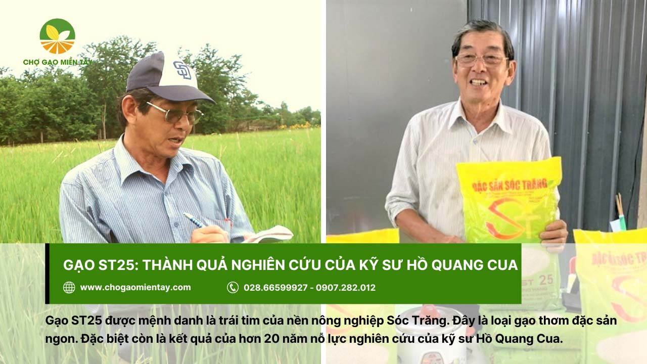 Gạo ST25 là thành quả hơn 20 năm nghiên cứu của kỹ sư Hồ Quang Cua