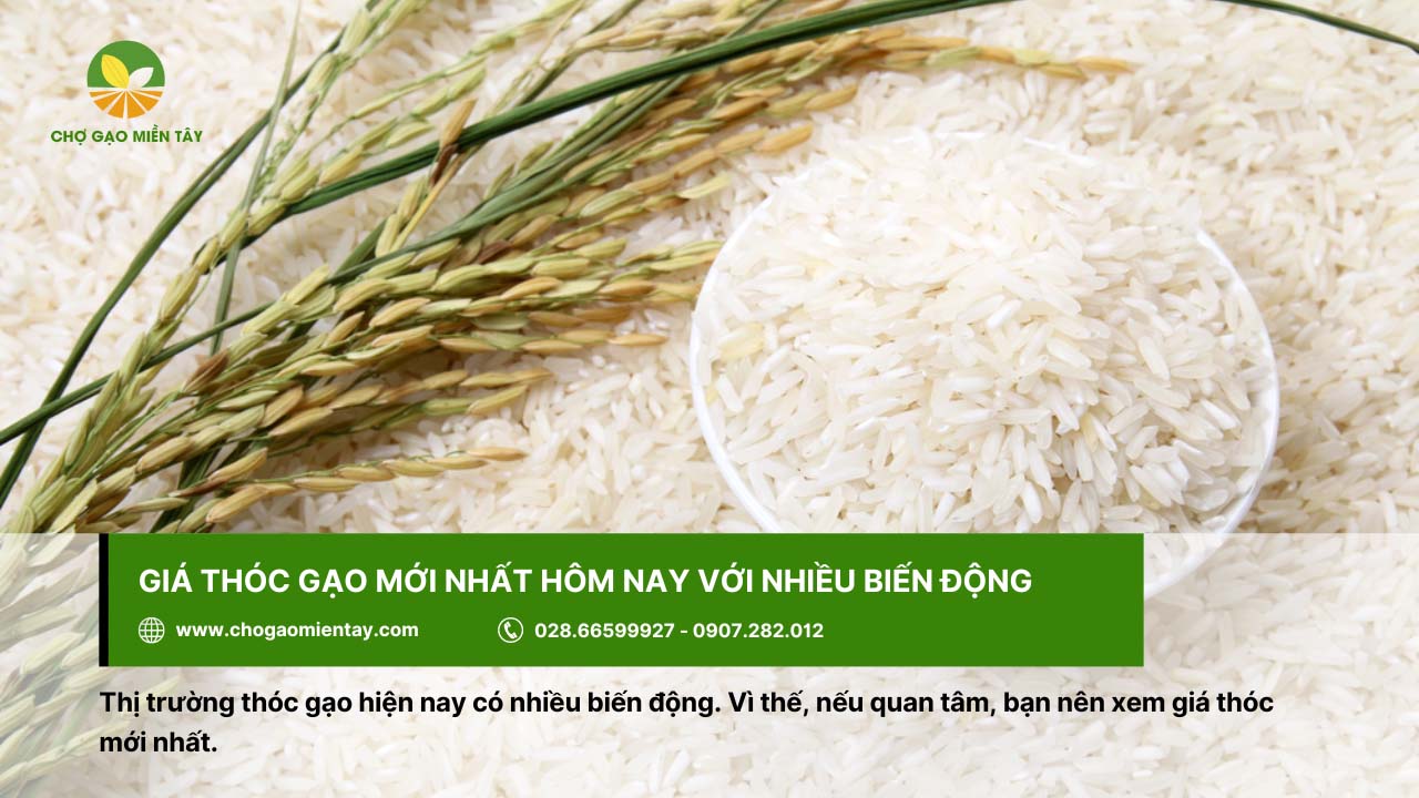 Giá thóc gạo hiện có nhiều biến động