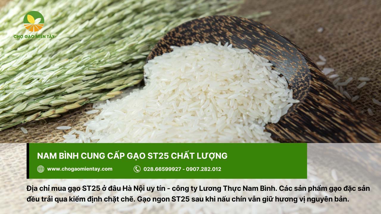 Gạo Nam Bình cung ứng gạo ST25 thơm ngon