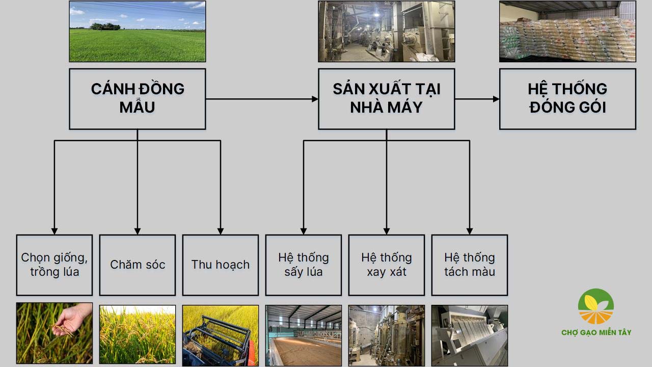 Quy trình sản xuất gạo sạch