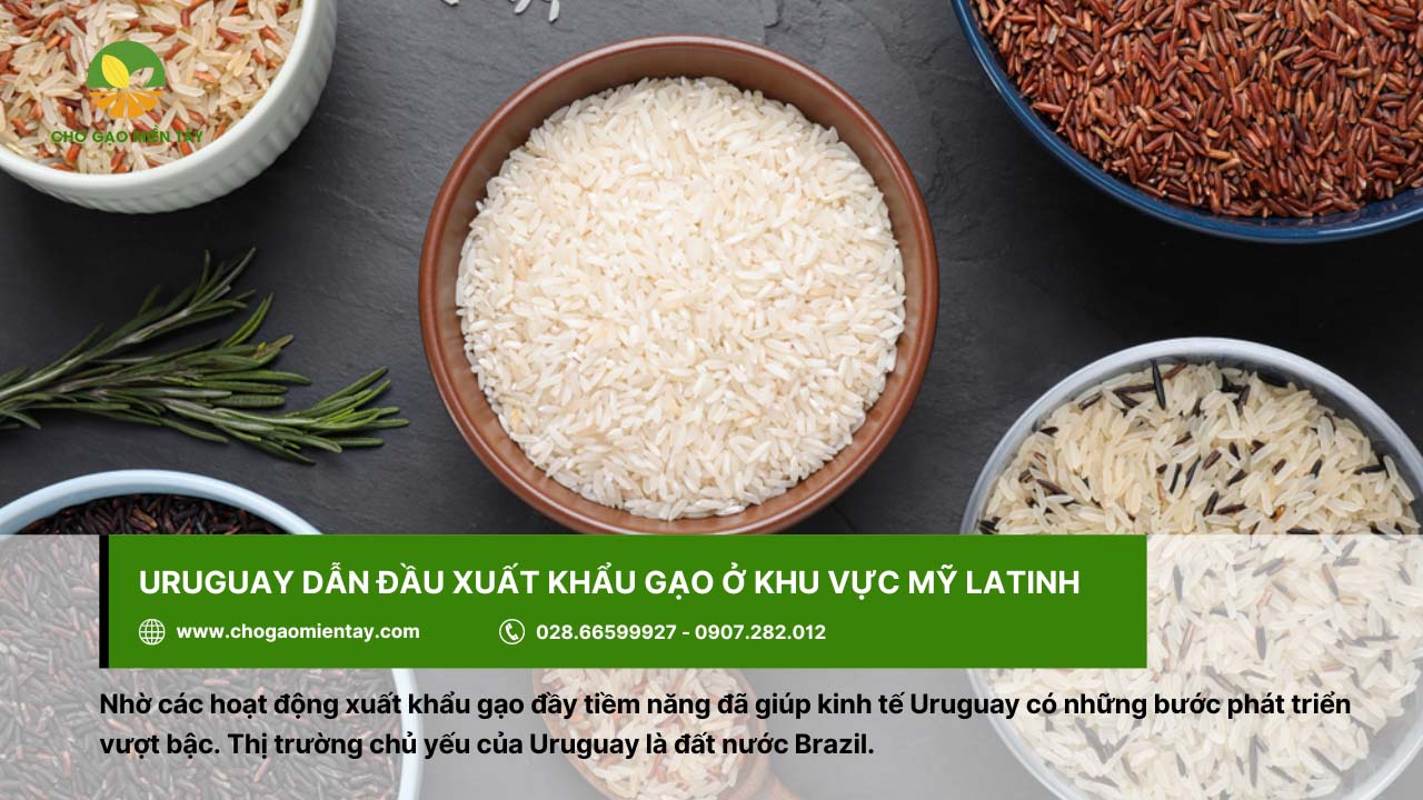Uruguay hiện đang dẫn đầu xuất khẩu gạo ở khu vực Mỹ Latinh