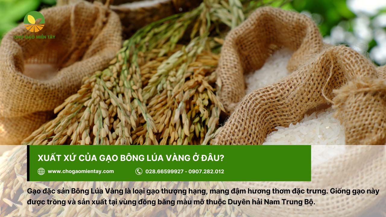 Gạo Bông Lúa Vàng có xuất xứ ở vùng duyên hải Nam Trung Bộ