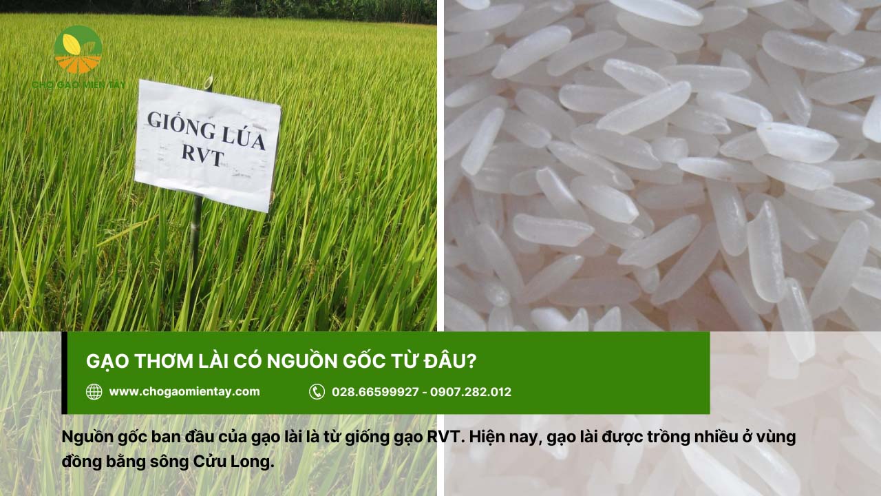 Gạo Thơm Lài có nguồn gốc từ giống gạo RVT