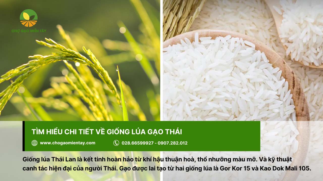 Giống lúa Thái được lai từ giống Gor Kor 15 và Kao Dok Mali 105