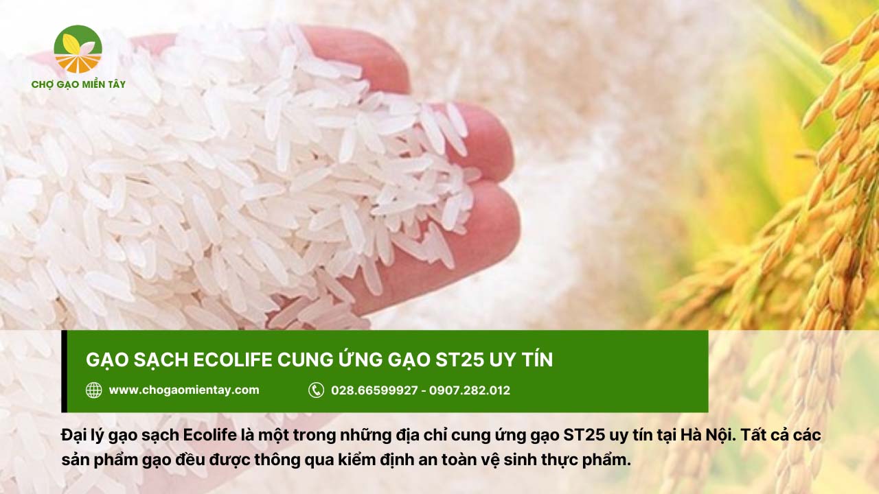 Ecolife là thương hiệu cung cấp gạo ST25 uy tín ở Hà Nội