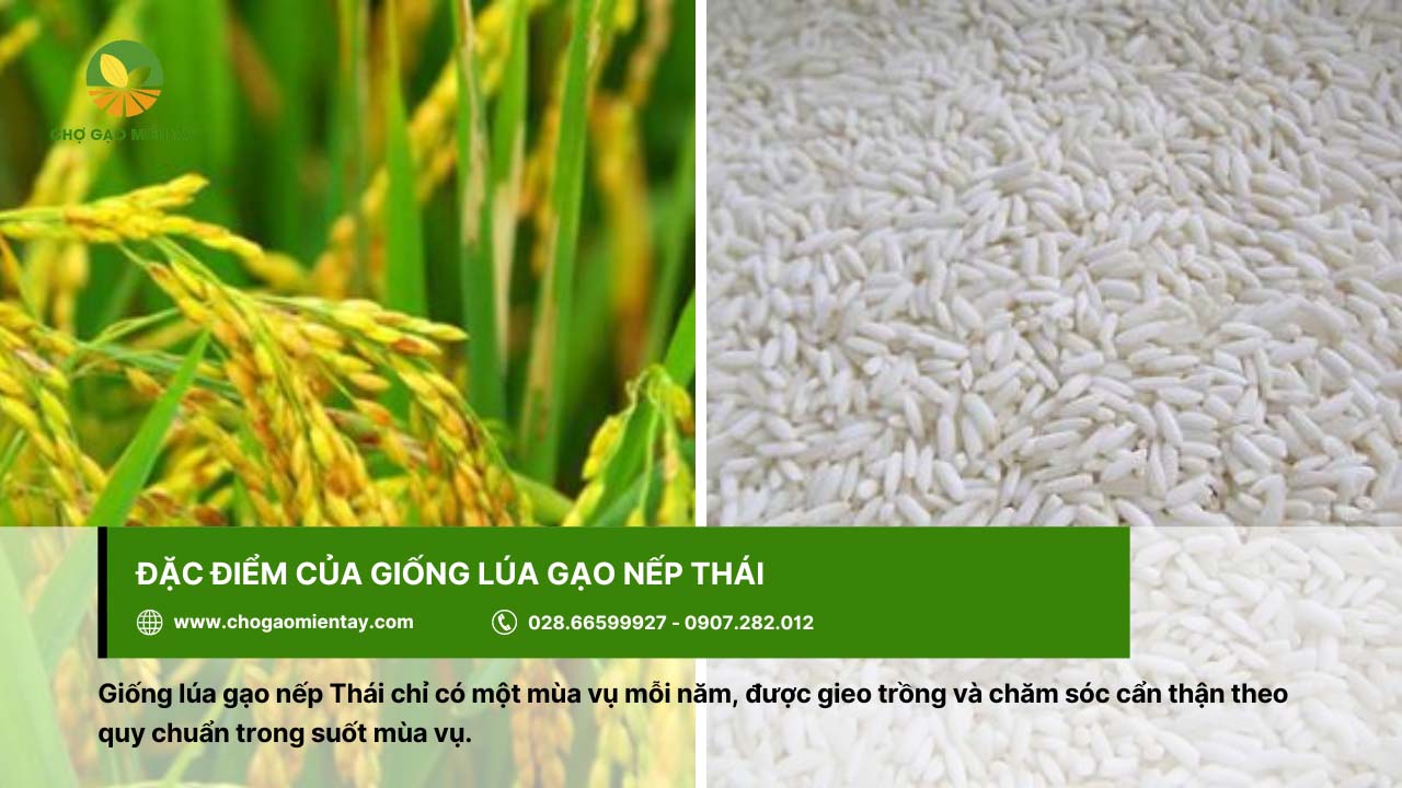Giống lúa nếp Thái mỗi năm chỉ gieo trồng một mùa vụ