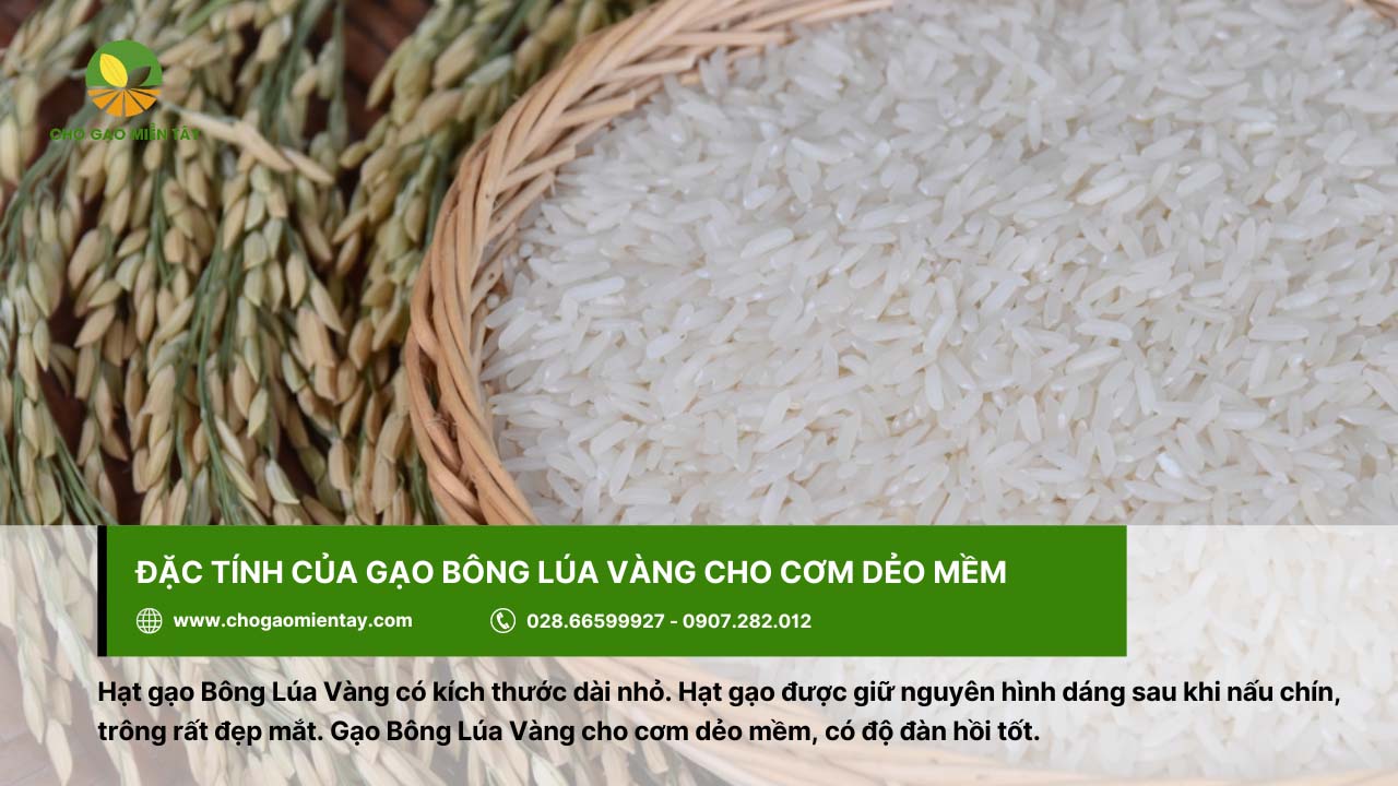 Hạt gạo Bông Lúa Vàng có kích thước dài