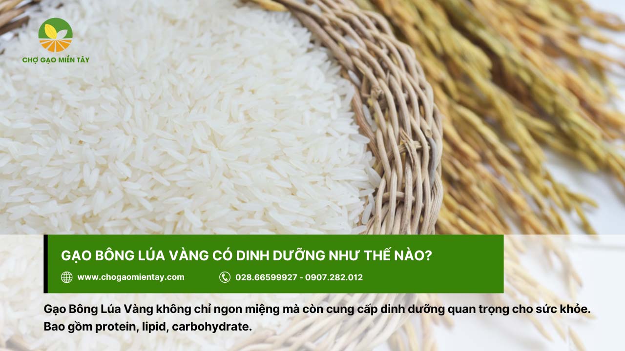 Gạo Bông Lúa Vàng chứa nhiều dinh dưỡng