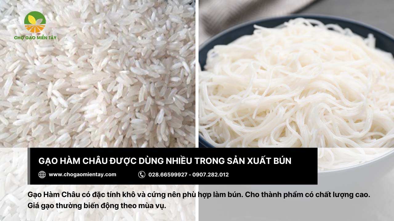 Gạo Hàm Châu với đặc tính khô và cứng nên phù hợp để sản xuất bún