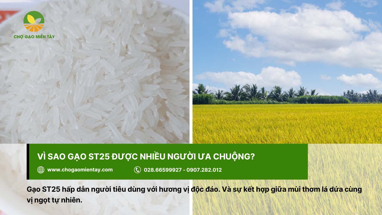 Gạo ST25 có hương vị tự nhiên, hấp dẫn người ăn