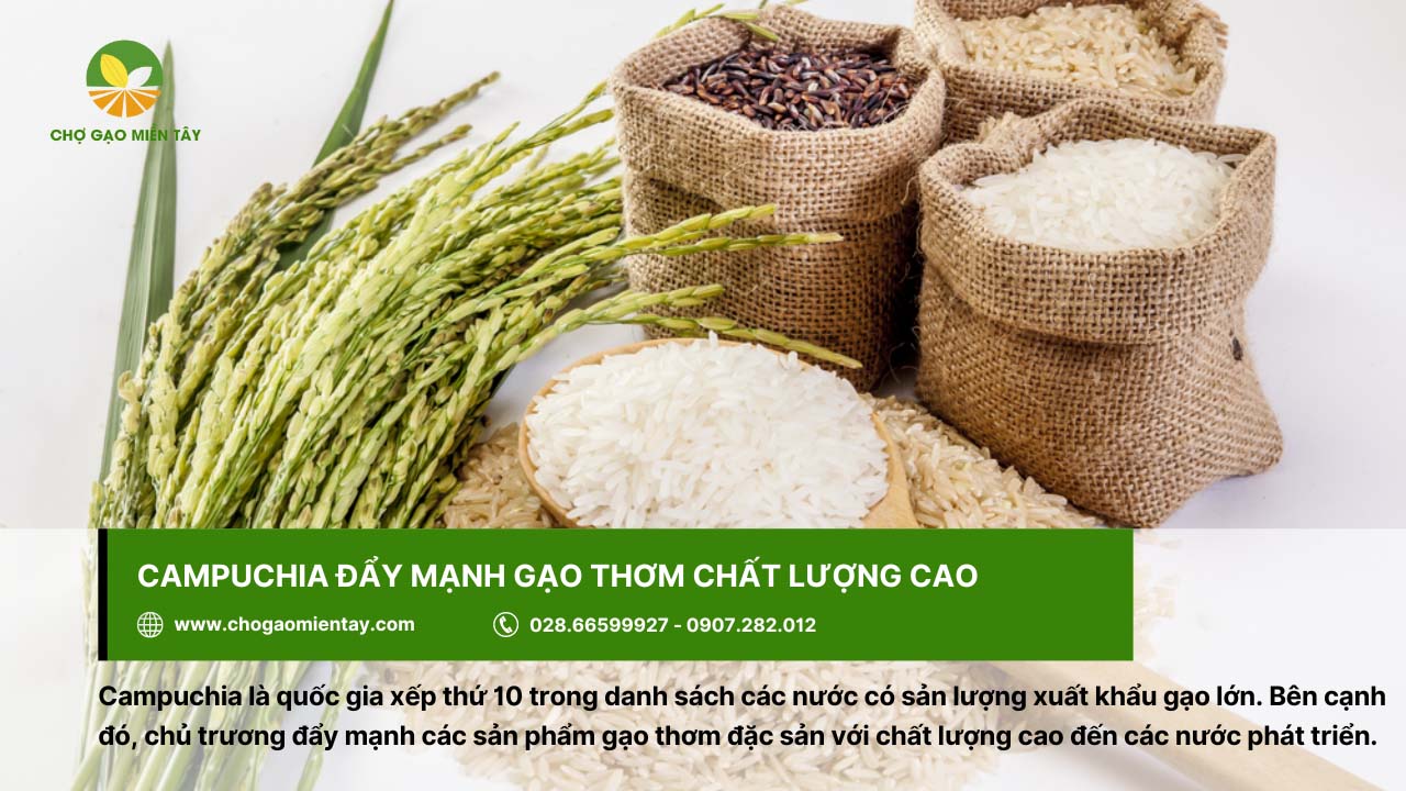 Campuchia đang chủ trương đẩy mạnh các sản phẩm gạo thơm đặc sản