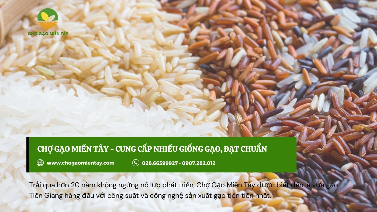 Chợ gạo miền tây cung cấp giống gạo đạt chất lượng cao cho đại lý làm kinh doanh gạo